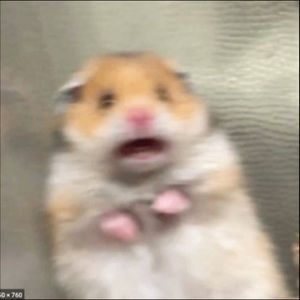 Meet your Posher, Raelynn